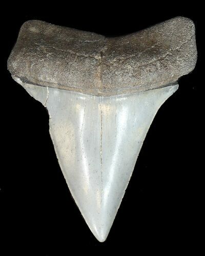 Fossil Mako Shark Tooth - Georgia #43051